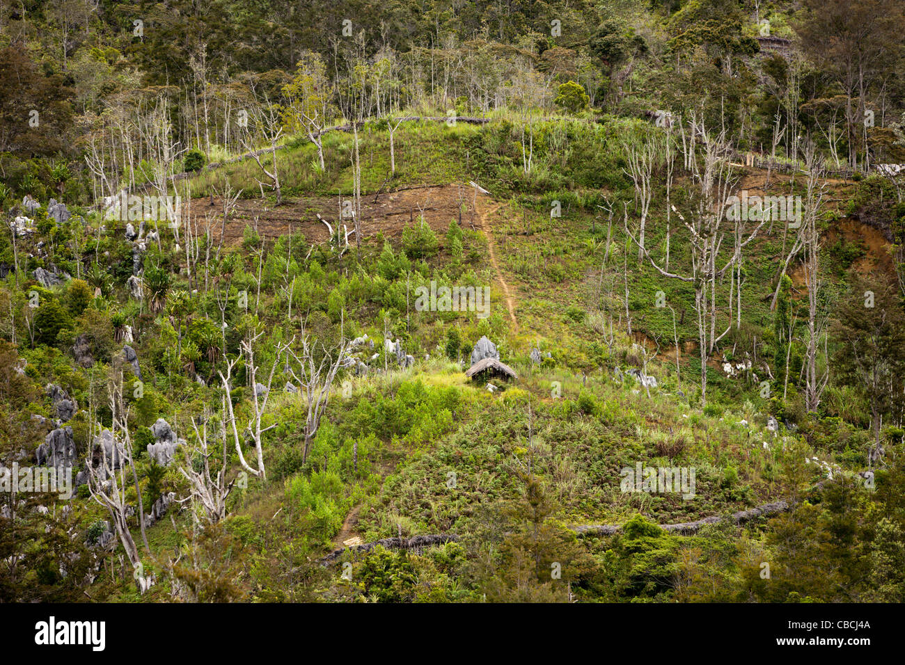 Typische Terrasse Bereichen Baliem Tal, Baliem-Tal, West-Papua, Indonesien Stockfoto