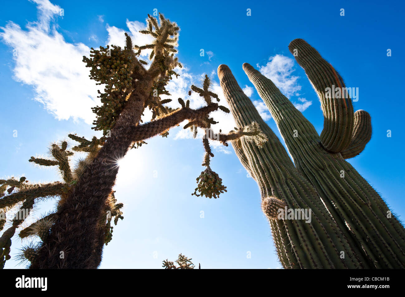 Ein riesiger Frucht-Kette Cholla Kaktus entlang Seite Wüste riesigen Saguaros in die Sonora.  Florenz, Arizona. Stockfoto