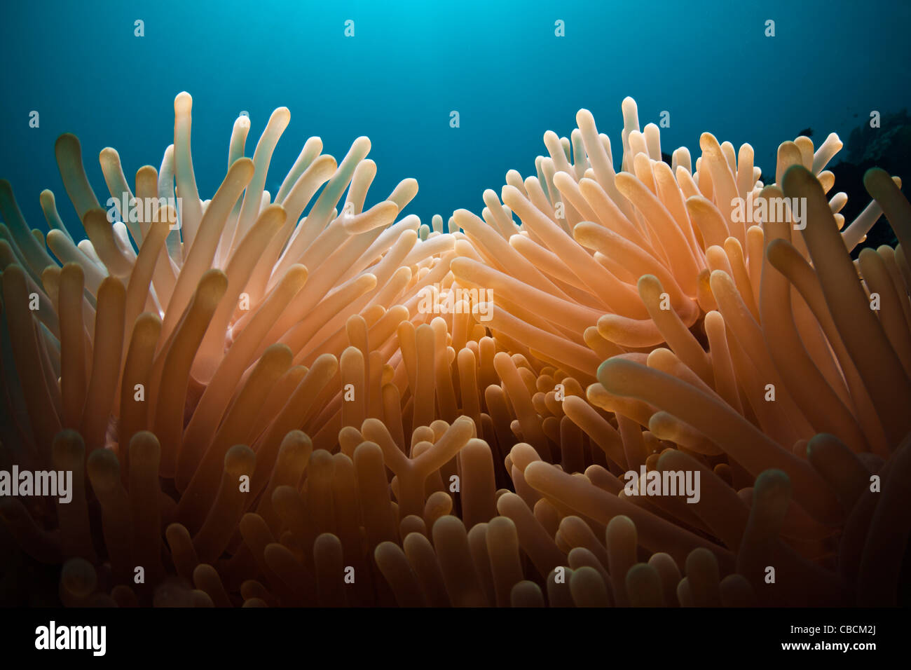Tentakel der Seeanemone, Heteractis Magnifica, Cenderawasih-Bucht, West Papua, Indonesien Stockfoto