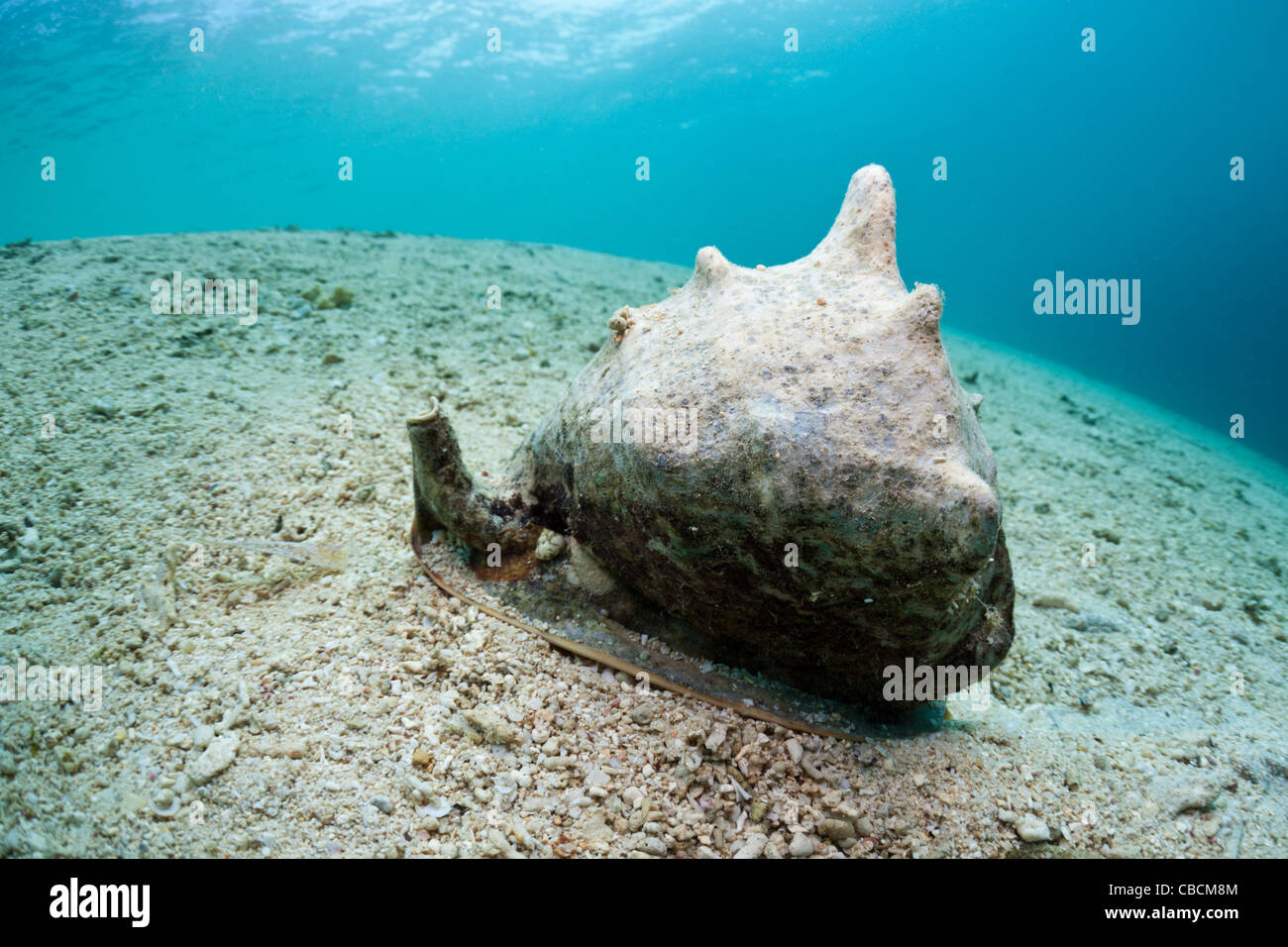 Gehörnter Helm-Schale, Cassis Cornuta, Cenderawasih-Bucht, West Papua, Indonesien Stockfoto