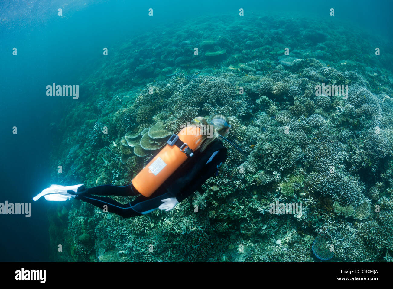 Scuba Diver über Riff Top, Cenderawasih-Bucht, West Papua, Indonesien Stockfoto