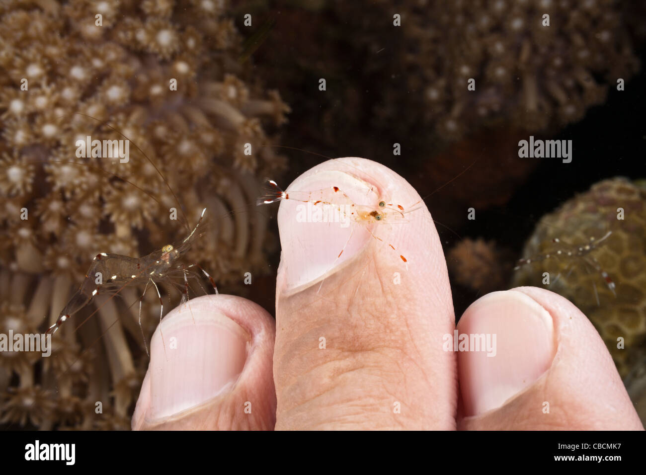 Reinigung Reinigung Finger Scuba Diver, Garnelen Periclimenes SP., Cenderawasih-Bucht, West Papua, Indonesien Stockfoto