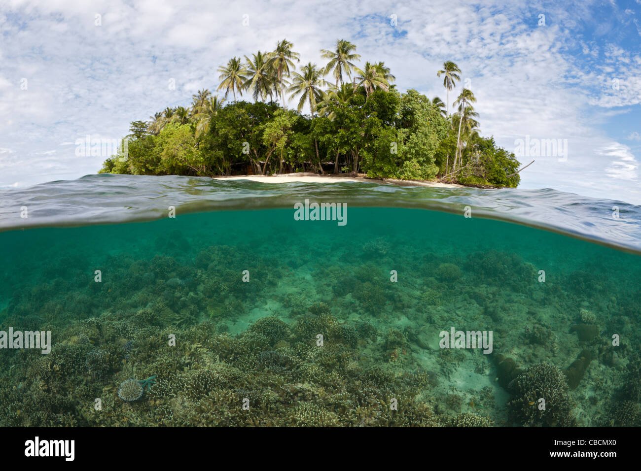 Schnorcheln in der Lagune von Ahe Insel, Cenderawasih-Bucht, West-Papua, Indonesien Stockfoto