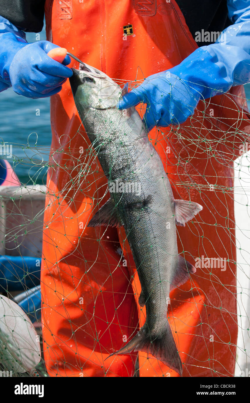 Auch Fischer, Angeln für Hund Lachs, auch bekannt als Chum Salmon, Sitka, Alaska Stockfoto