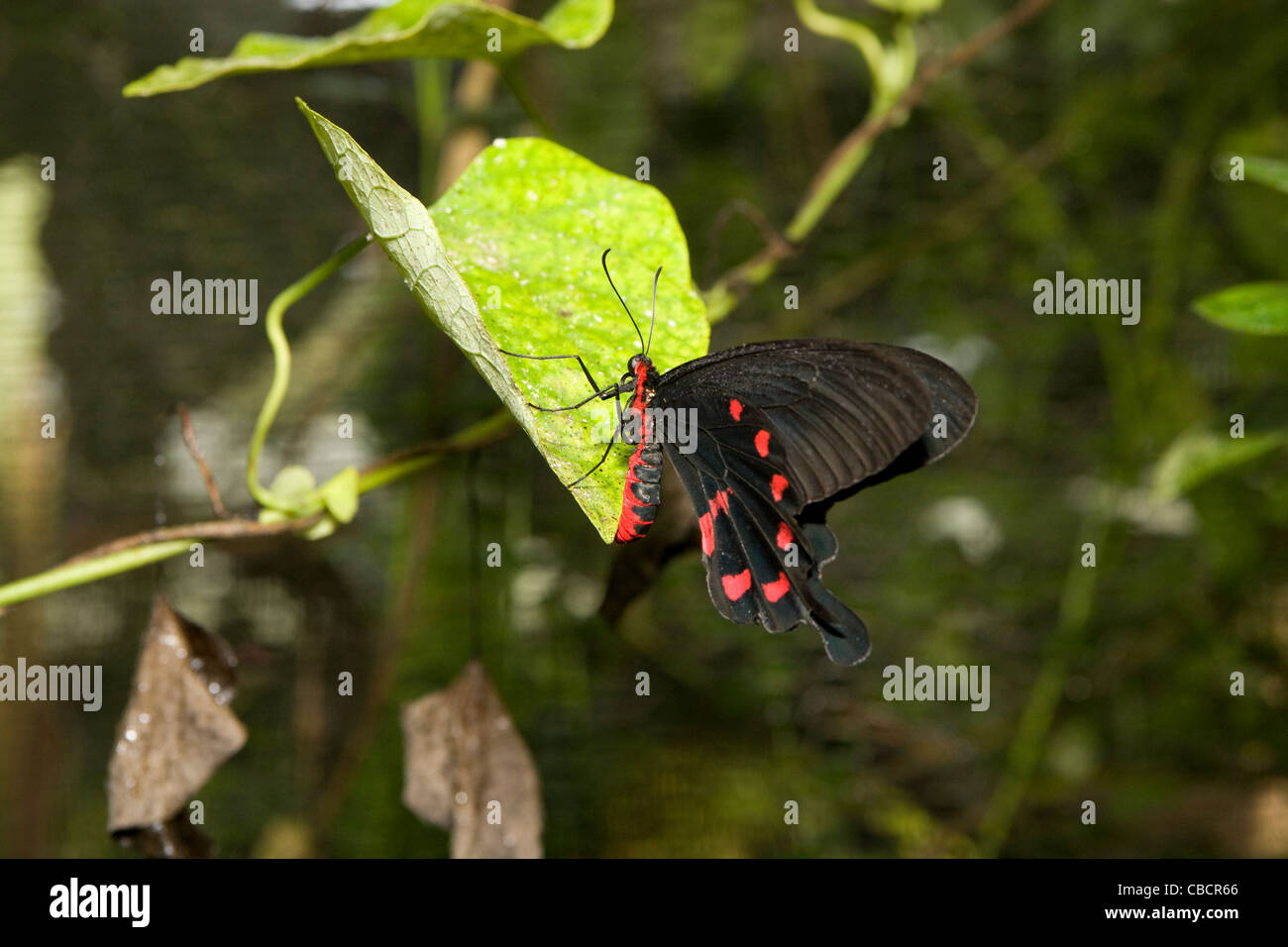 Klapmuts: Butterfly World - scharlachrote Schwalbenschwanz Stockfoto