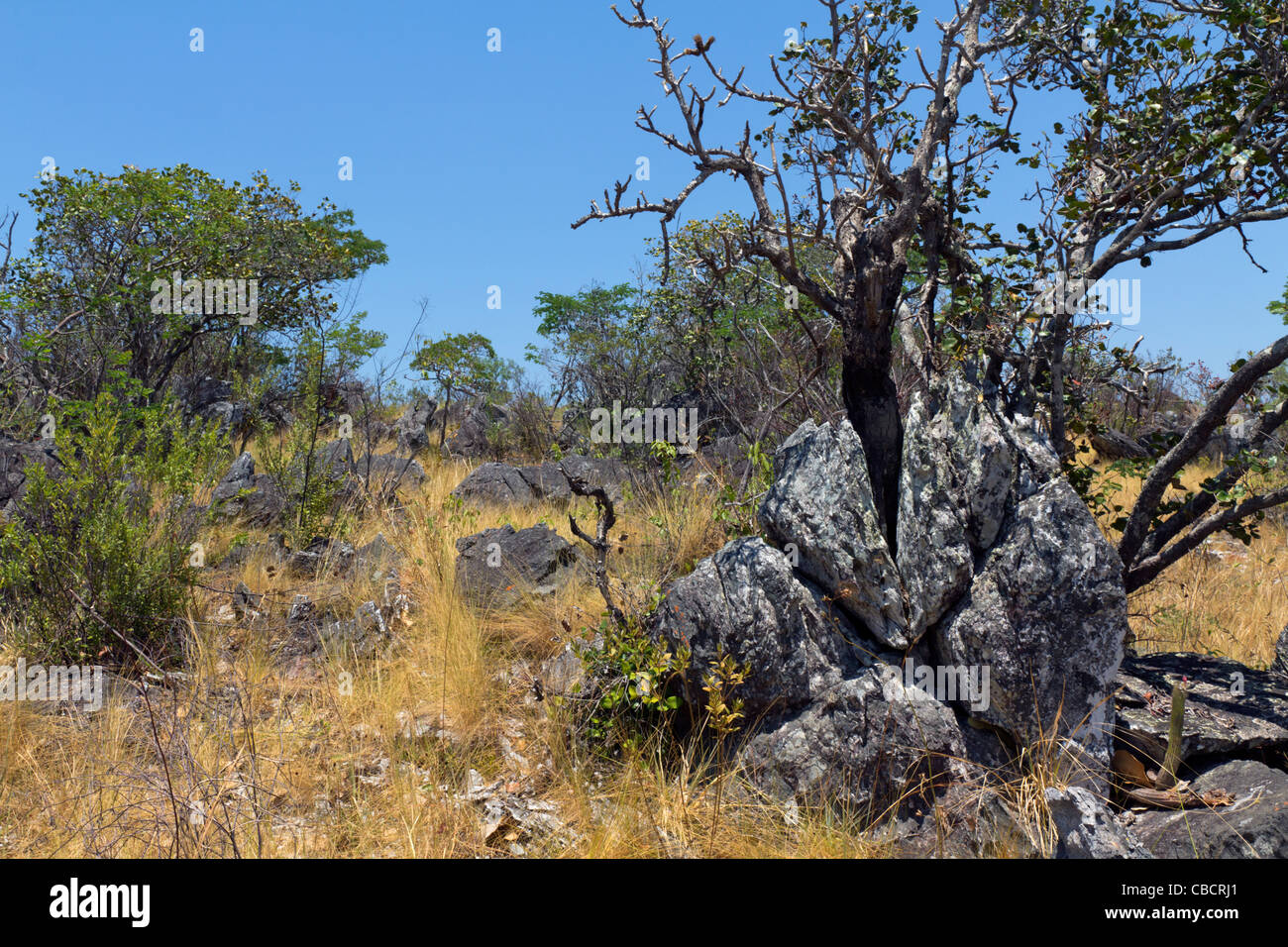Savannenbiom genannt Cerrado, Brasilien Highlands: Vegetation auf Felsvorsprüngen: Baum ist Wunderlichia crulsiana aus der Familie der Asteraceae. Der Cerrado ist ein BiodiversitätsHotspot. Stockfoto