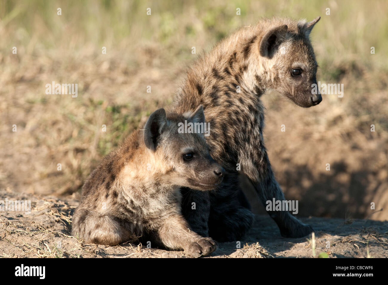 Gefleckte Hyäne Stockfoto