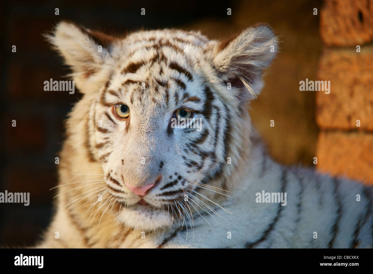 Weißer Tiger cub Stockfoto