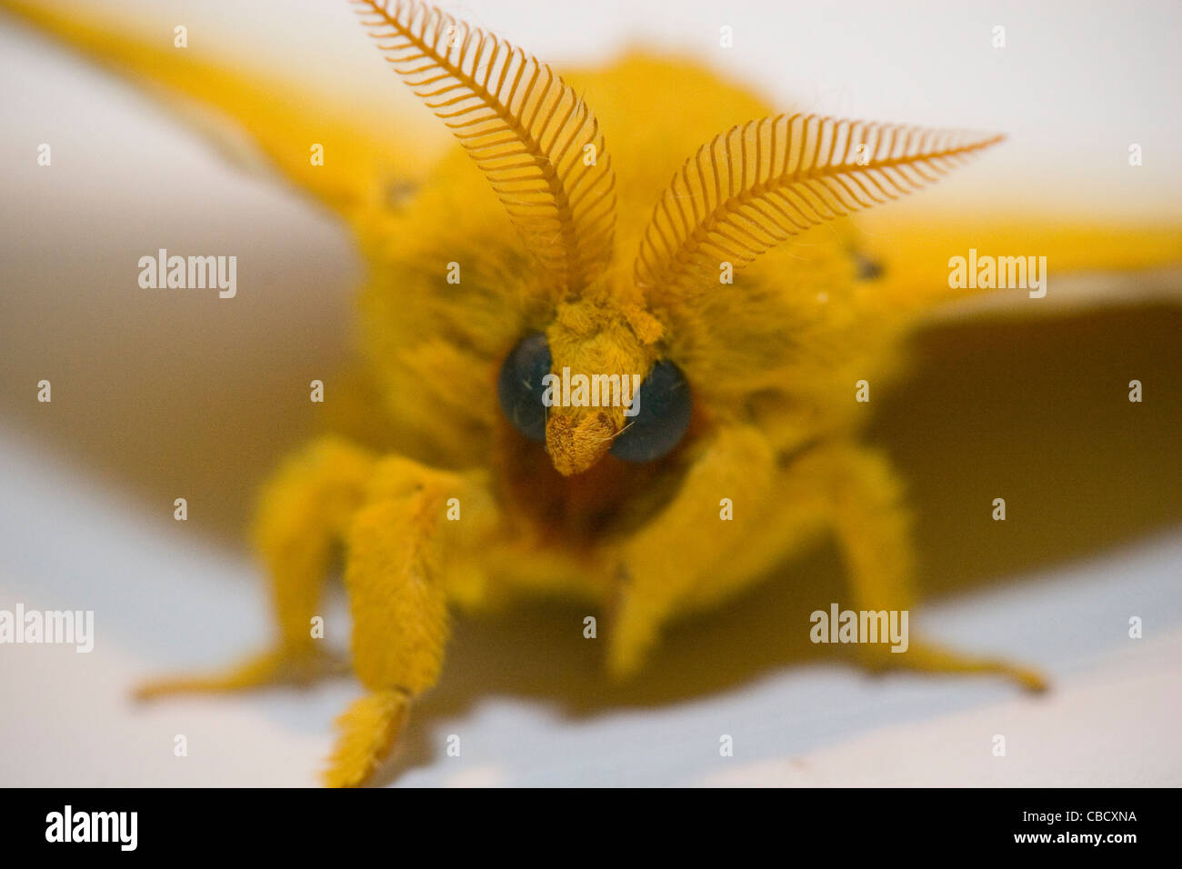 Automeris Io - männliche Io Motte--Gelbe Fuzzy Motte auf weißem Hintergrund. Rote Markierungen mit schwarzem blau weißen Augenflecken auf Rückseite. Stockfoto