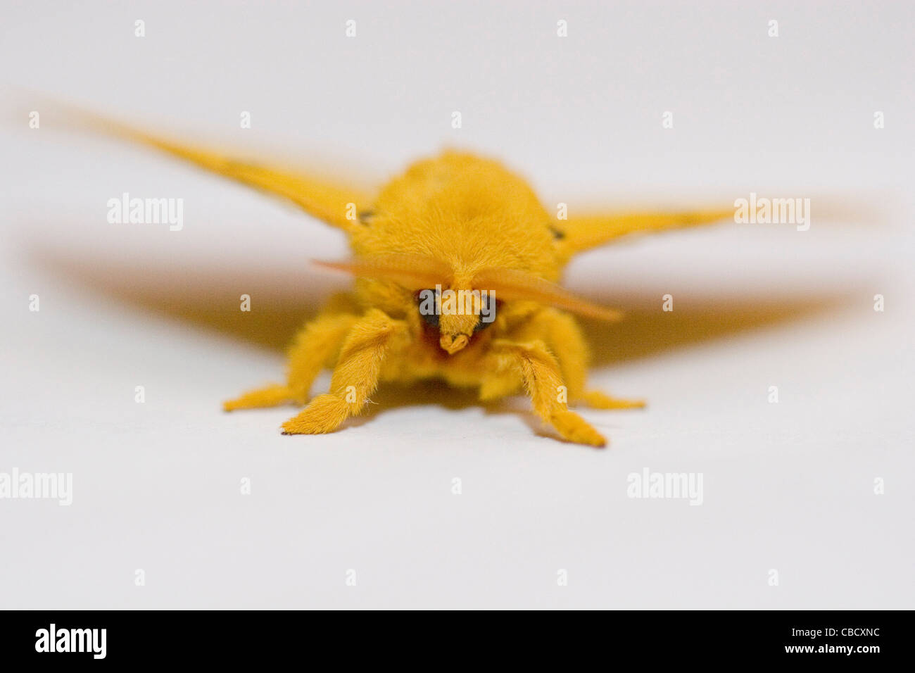 Fuzzy Gelbe Motte Stockfotos und -bilder Kaufen - Alamy