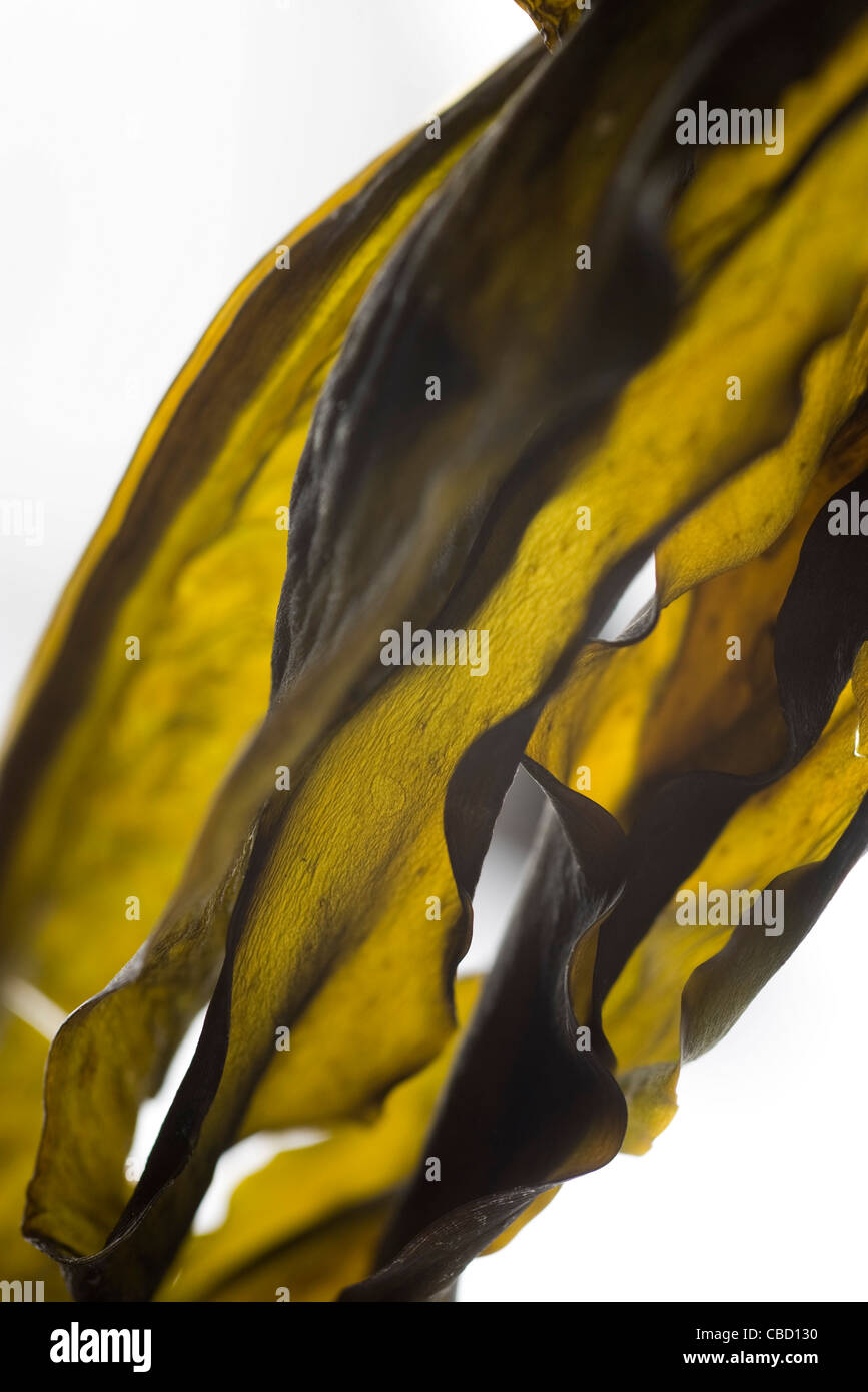 Getrocknete Algen (Wakame) Stockfoto