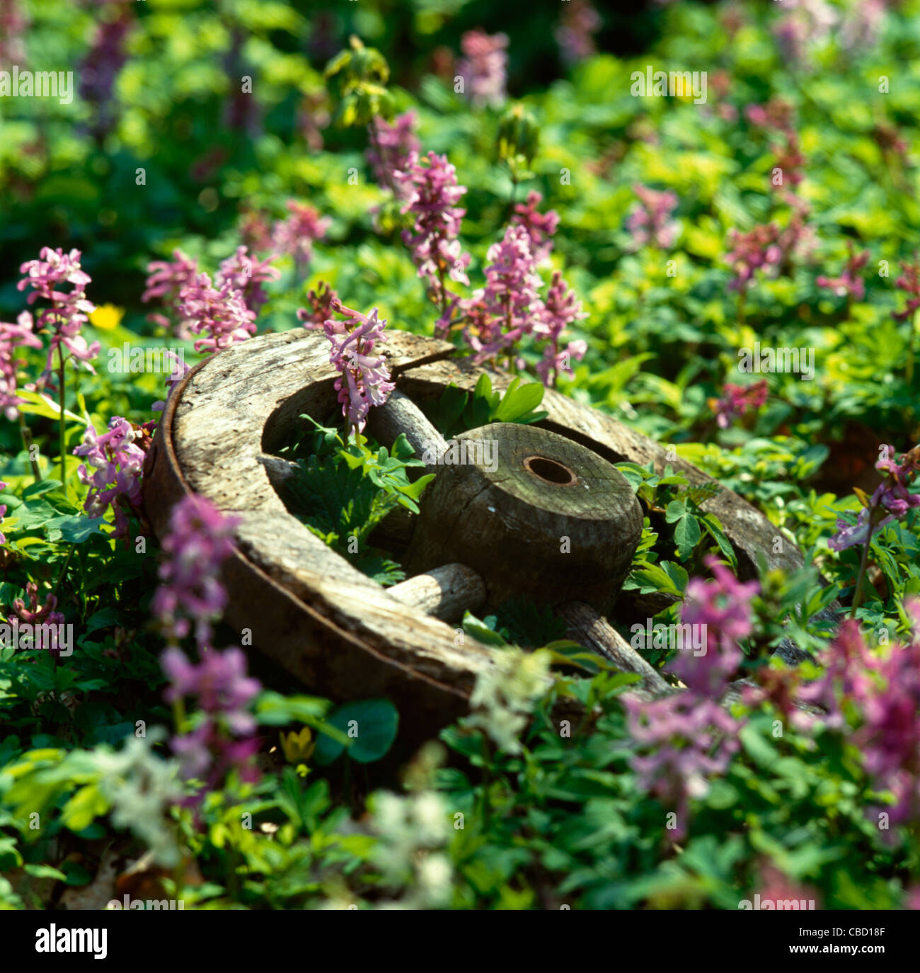 Blumen, Scheibenrad, Rasen Stockfoto