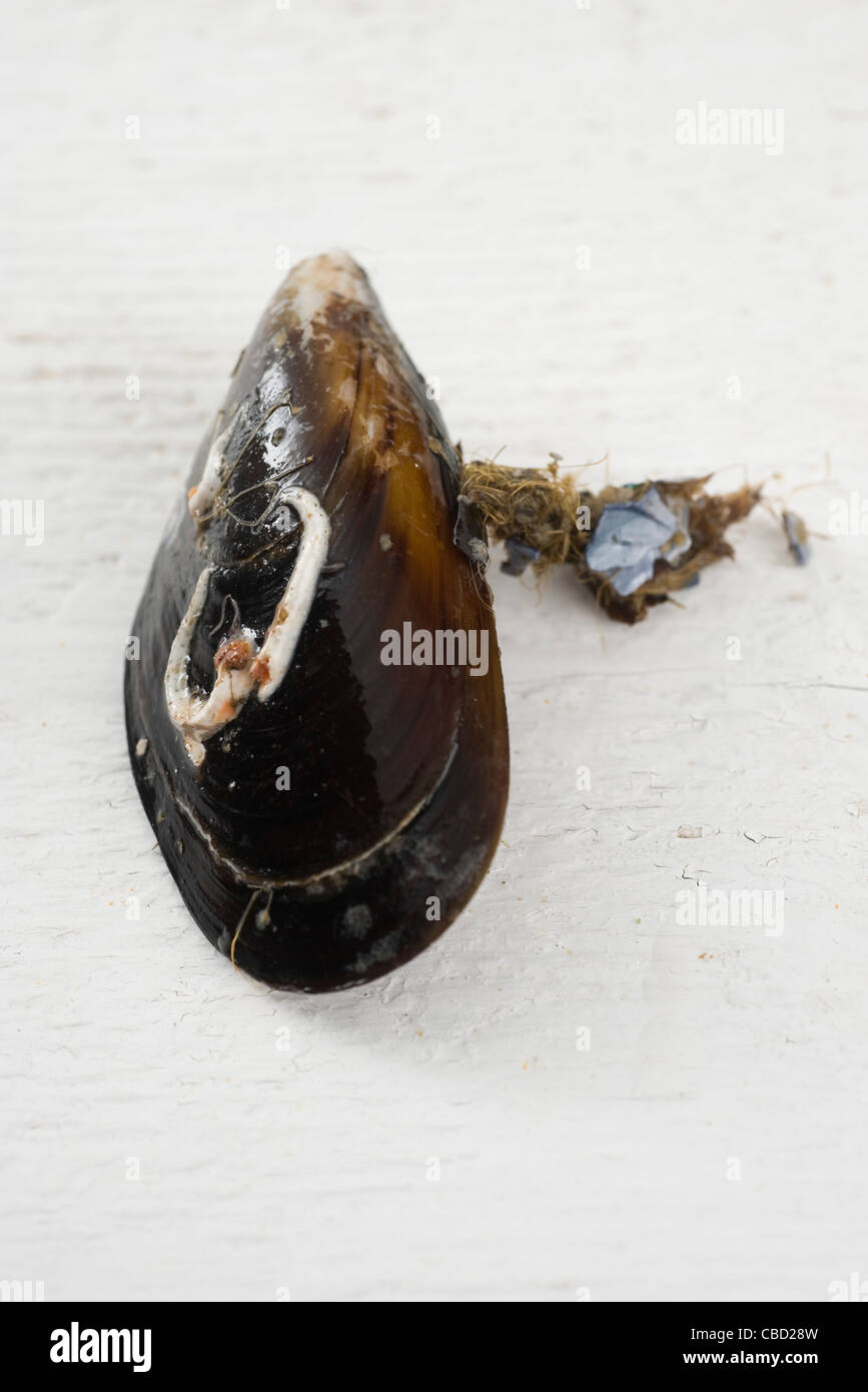 Frische Muscheln Stockfoto