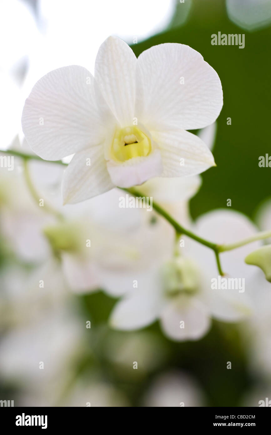Weiße Orchidee Stockfoto