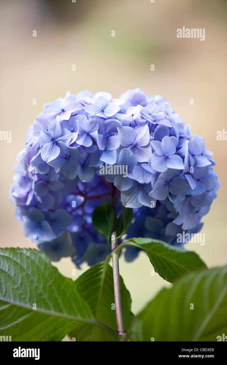 Eine lila Blume Hortensie Stockfoto