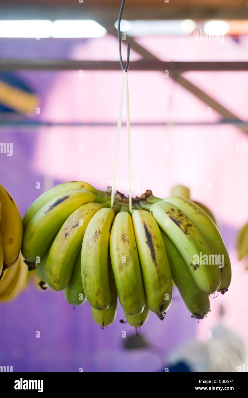 Bündel Bananen hängen Stockfoto