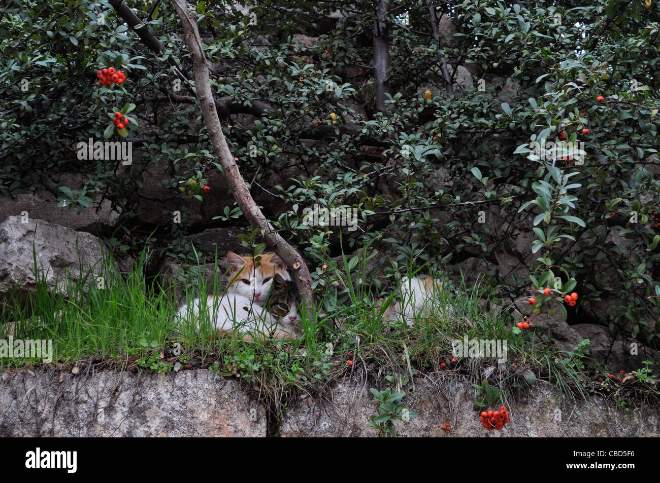 Wilde Katzen leben in den Ruinen von Anjar, Bekaa-Tal, Libanon. Stockfoto