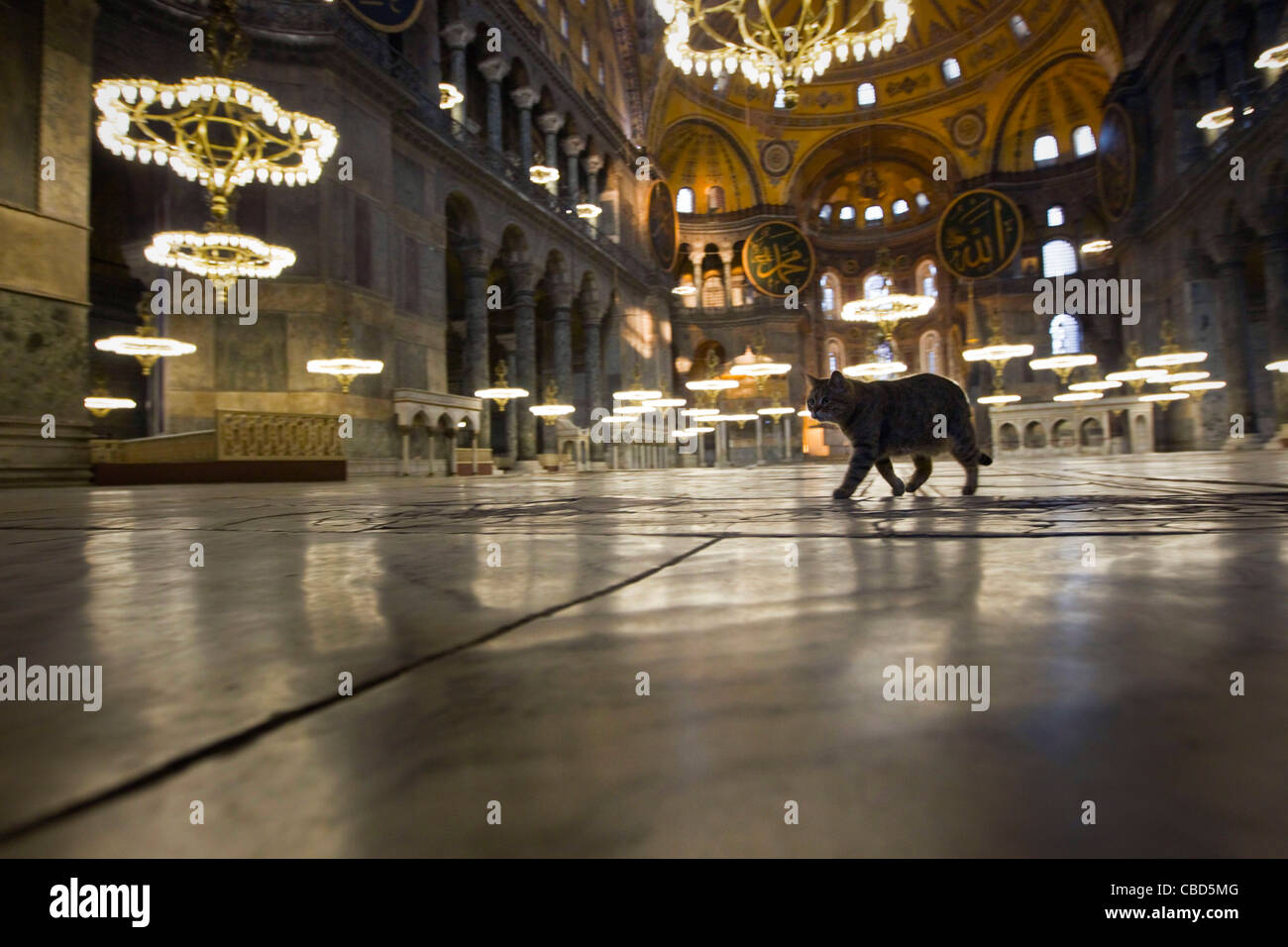Hagia Sophia, ist eine ehemalige orthodoxen patriarchalischen Basilika, später eine Moschee und heute ein Museum in Istanbul, Türkei. Obama-Katze, namens Stockfoto