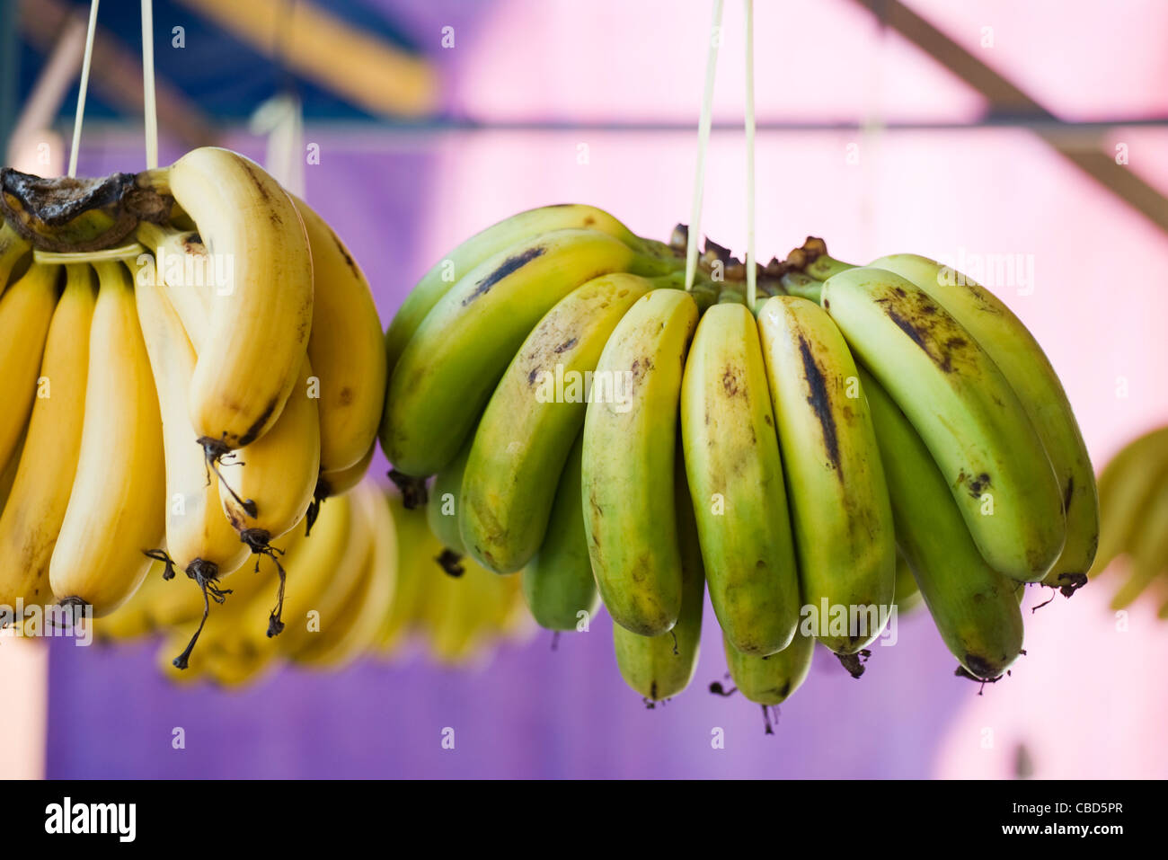 Trauben von Bananen in Markt hängen Stockfoto