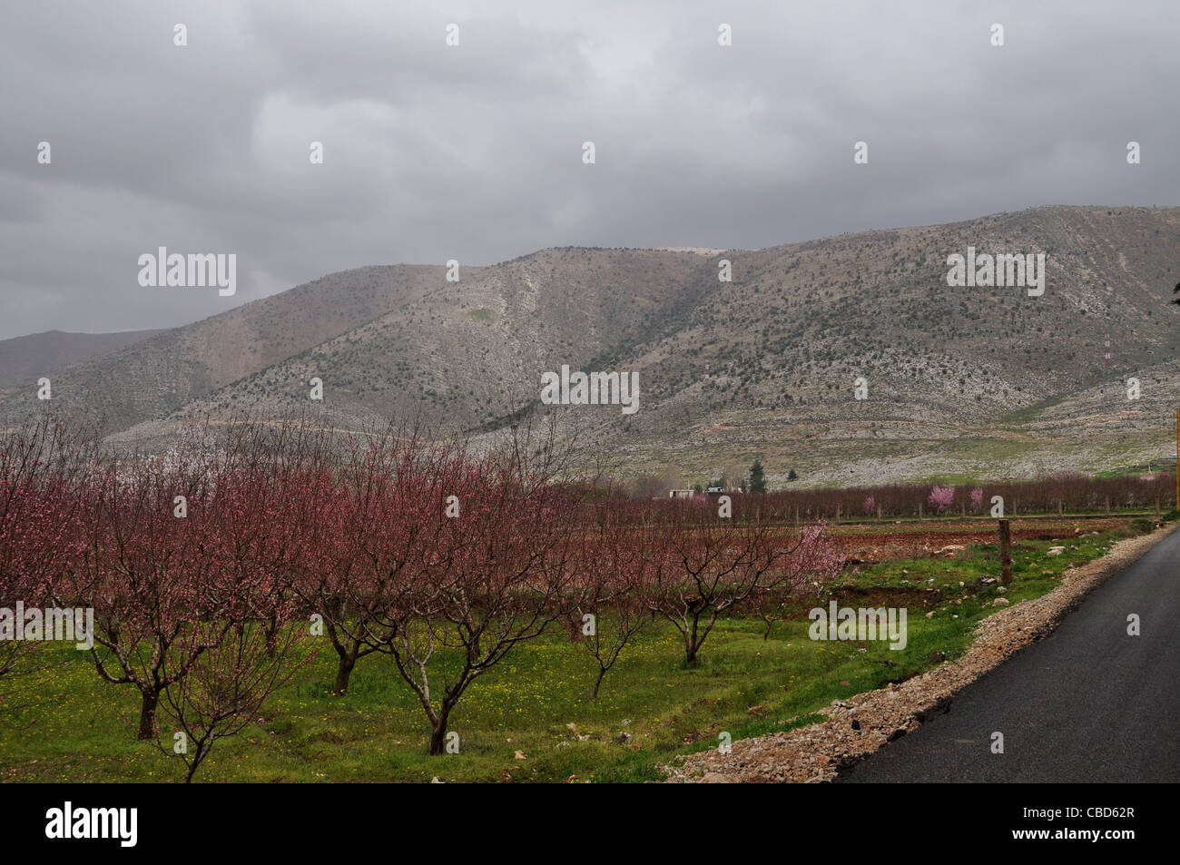 Anjar, Anti-Libanon-Gebirge, syrische Grenze zum Libanon, Frühling unter Kirschbäumen anstelle von ehemaligen Opium-Ernte. Stockfoto