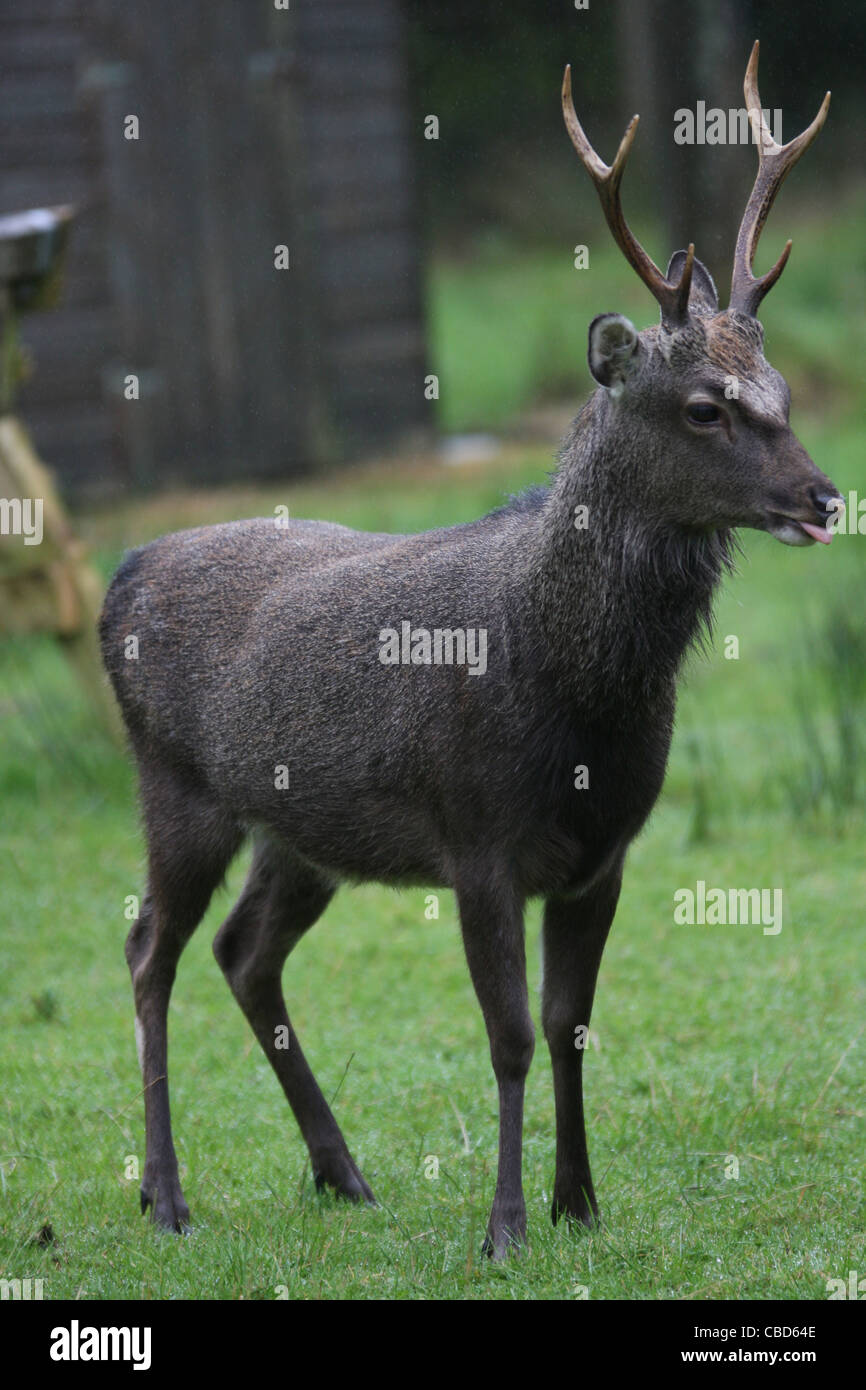 Sika Hirsche in Gortin Glen Forest Park, Omagh, Grafschaft Tyrone, Nordirland Stockfoto
