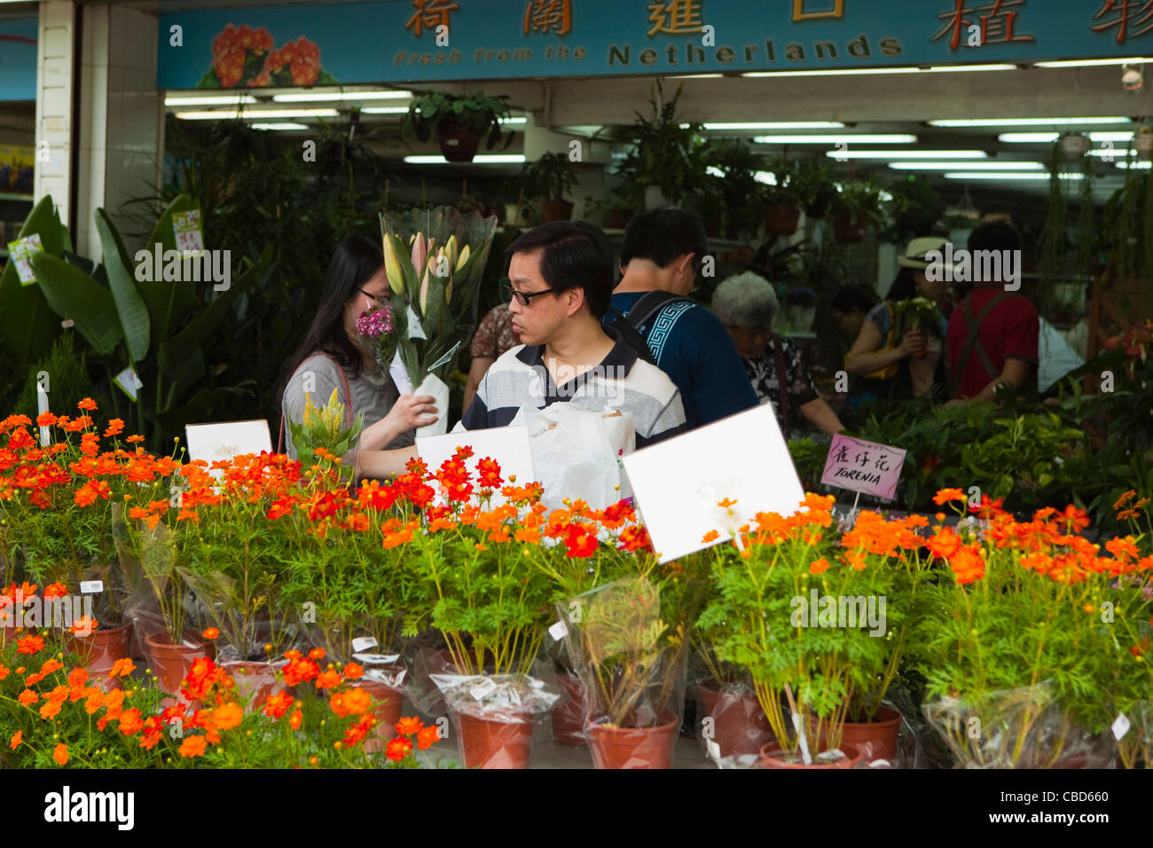 Einheimische Blumen, Yoen Po Street Bird Garden und Blumenmarkt zu kaufen. Stockfoto