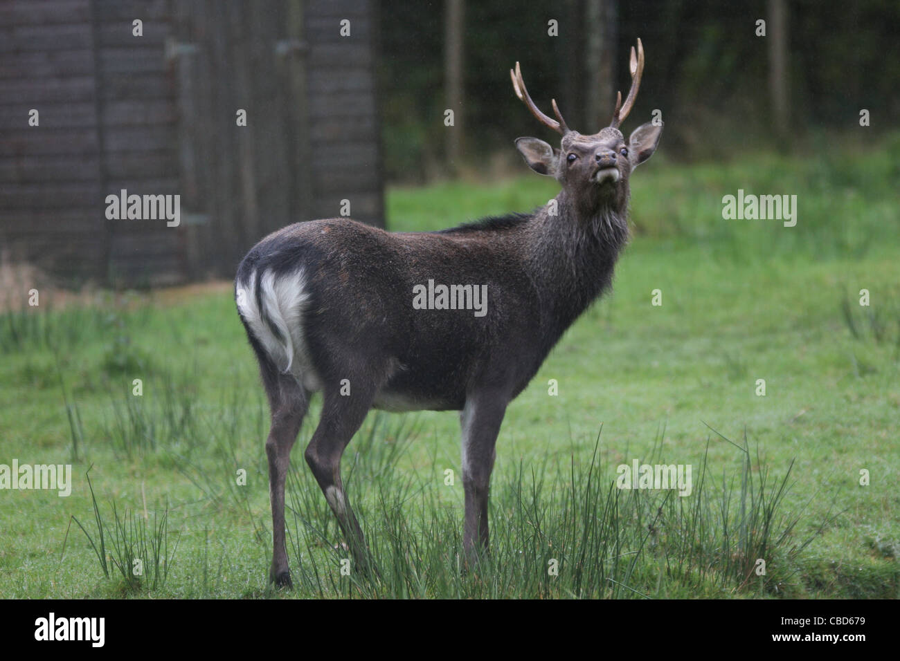 Sika Hirsche in Gortin Glen Forest Park, Omagh, Grafschaft Tyrone, Nordirland Stockfoto