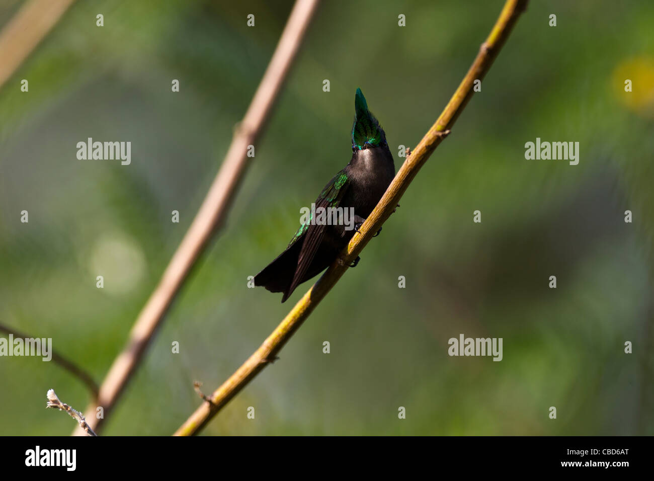 Antillean Crested Kolibri Orthorhyncus cristatus Stockfoto