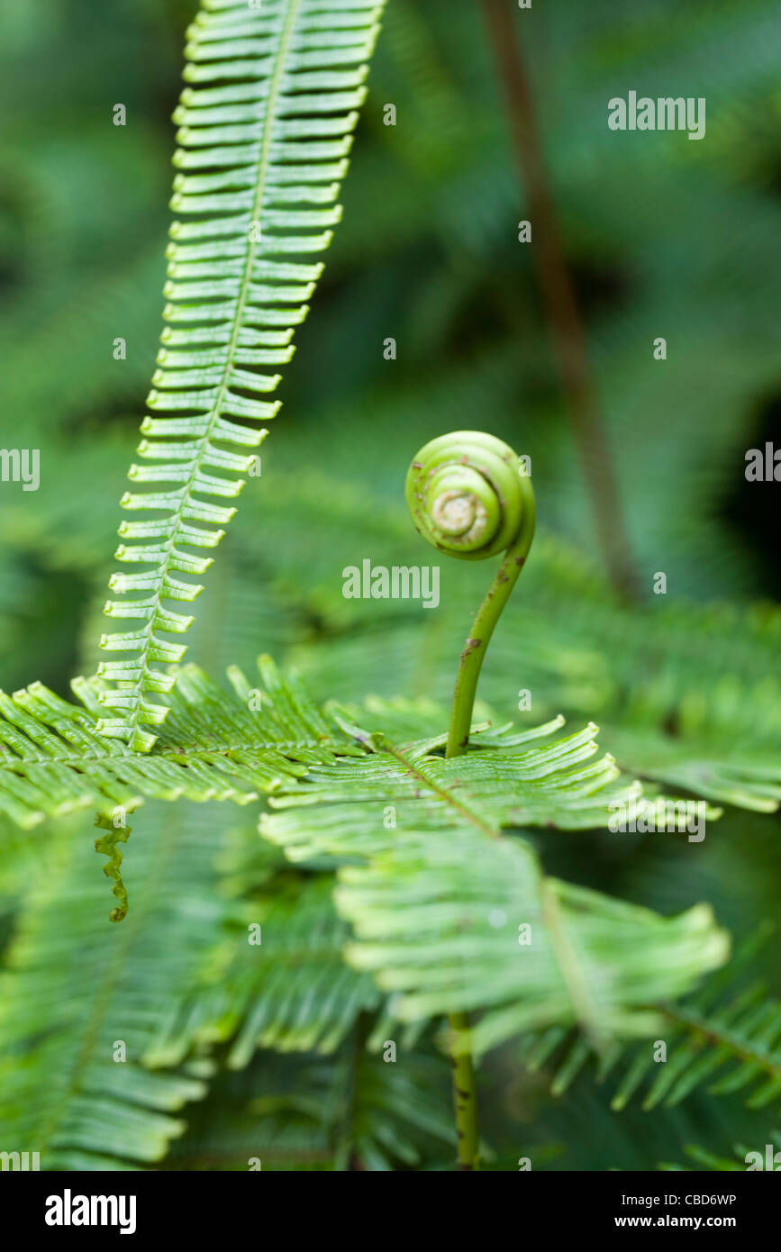 Farn unfurling eine neue Wedel Stockfoto