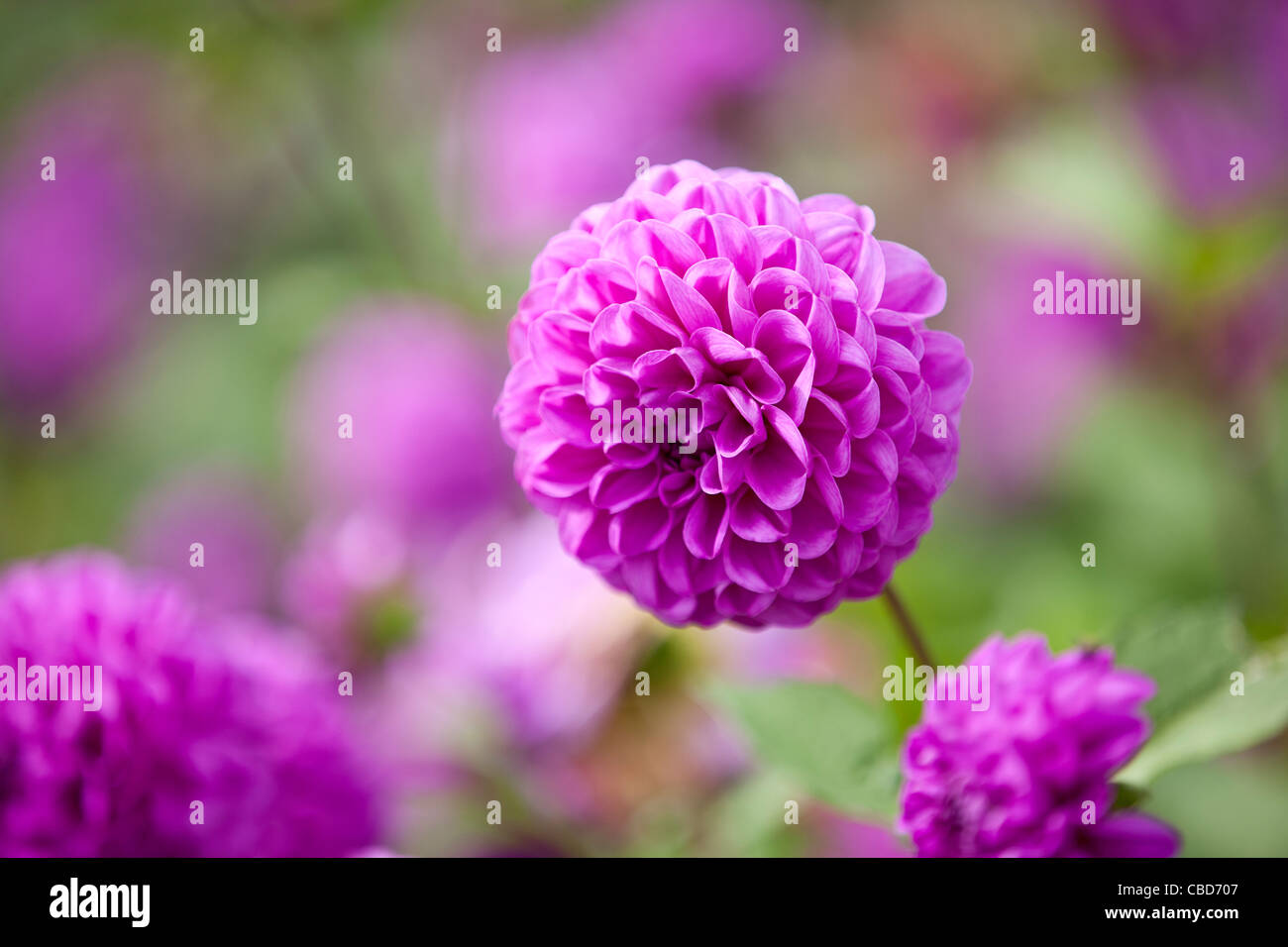 Lila Dahlien-Blumen in voller Blüte Stockfoto
