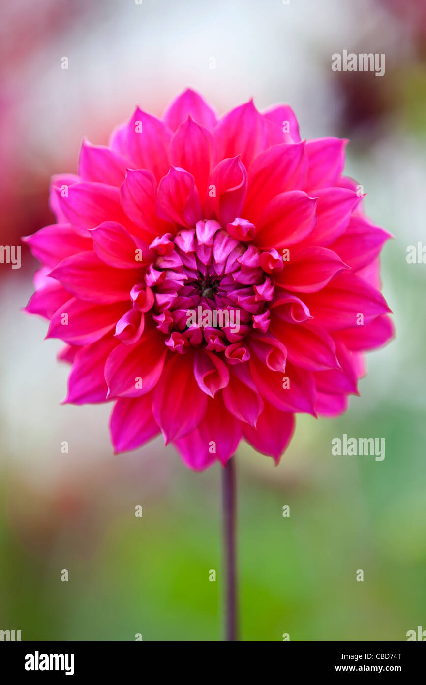 Ein rosa Dahlie Blume in voller Blüte Stockfoto