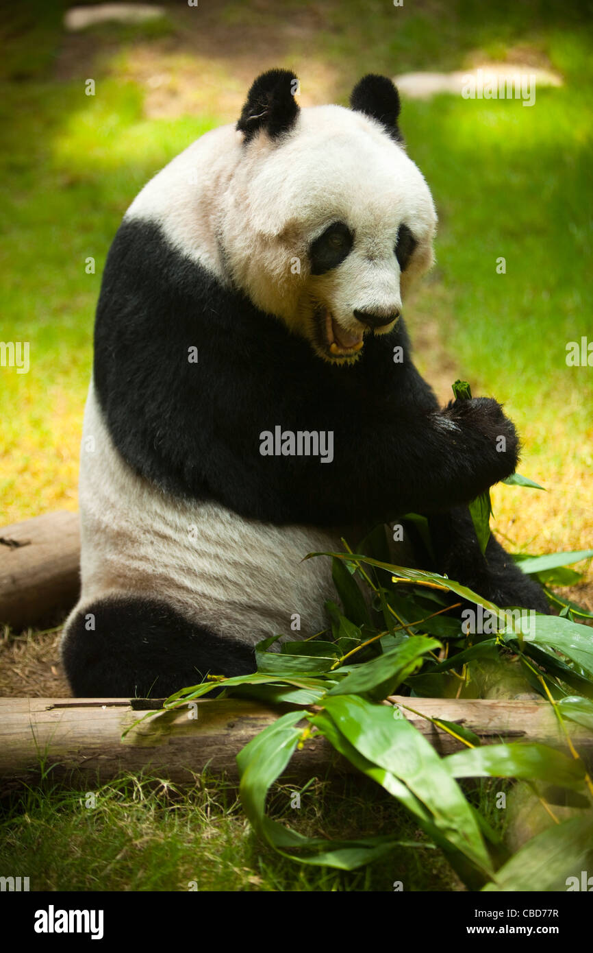 Großer Panda, Ocean Park Hong Kong, China Stockfoto