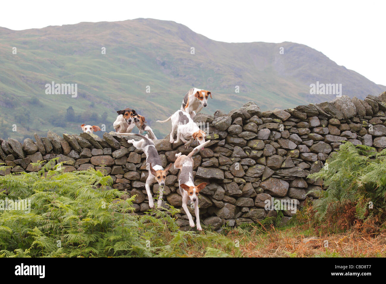 Trail Hunde springen über eine Trockenmauer Ambleside Sport, The Lake District, Cumbria, England, UK Stockfoto