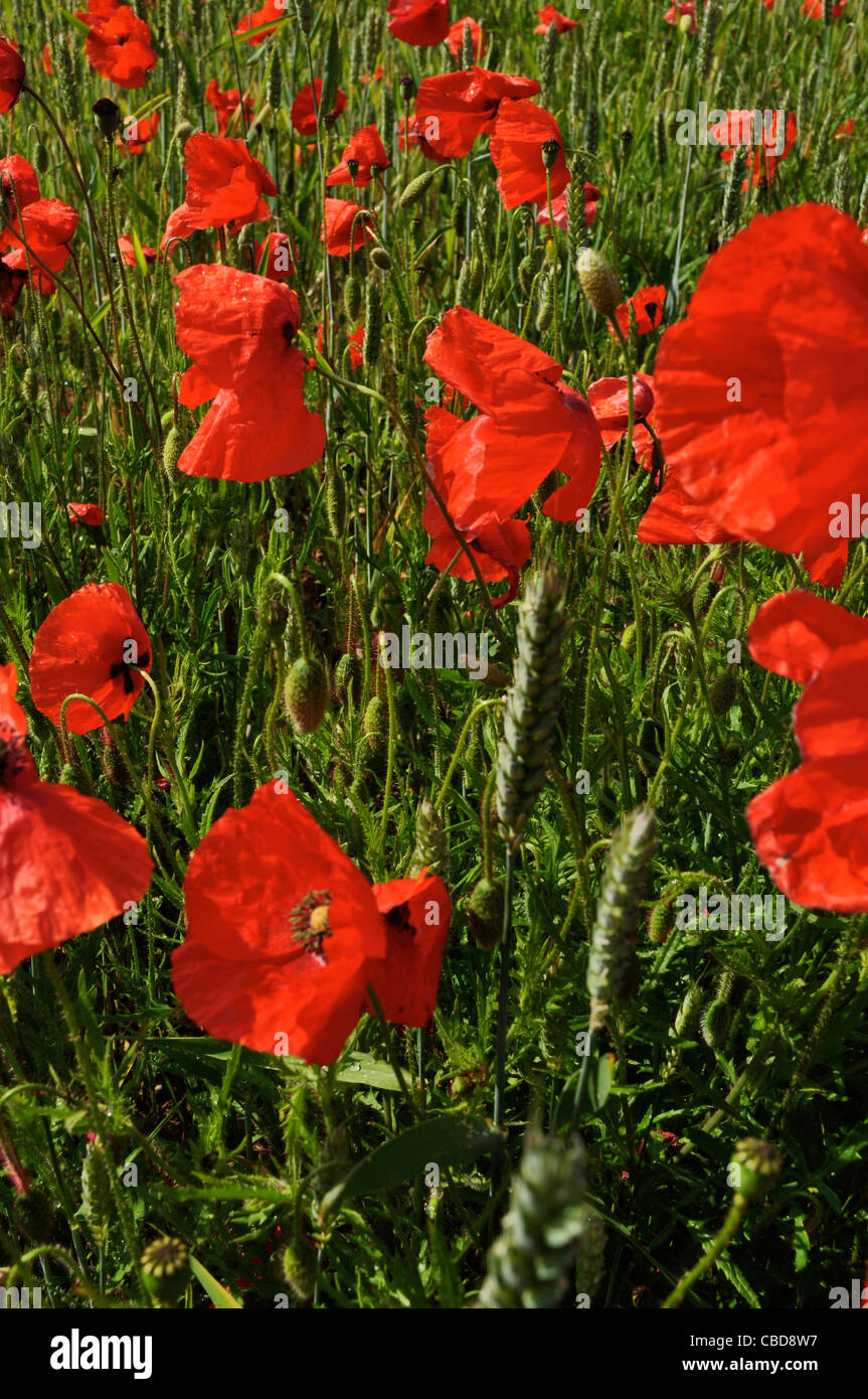 Sattem Rot des Mohns im Sommerweizen und Gerste ernten, ländlichen England Stockfoto