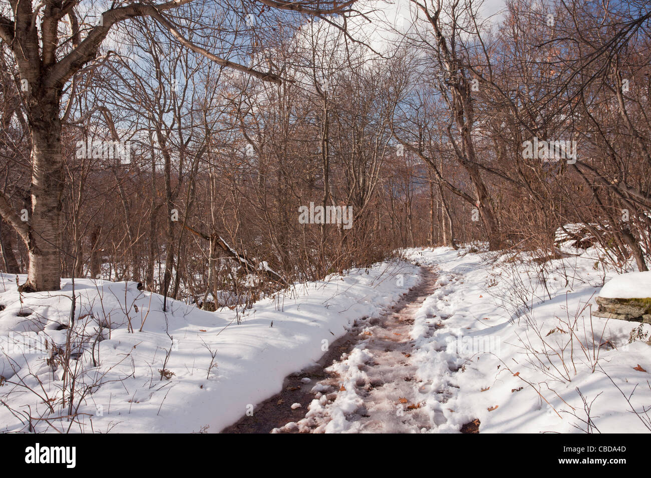 Pfad auf Overlook Mountain in der Nähe von Woodstock. Catskill Mountains, New York State. Stockfoto