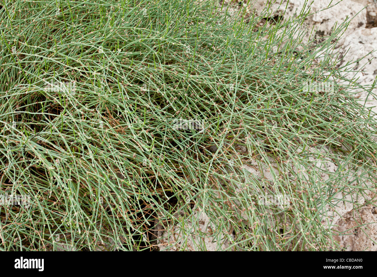 Himalaya Joint-Tanne, Ephedra Gerardiana (oder gemeinsame Kiefer), in Blüte; Himalaya. Stockfoto