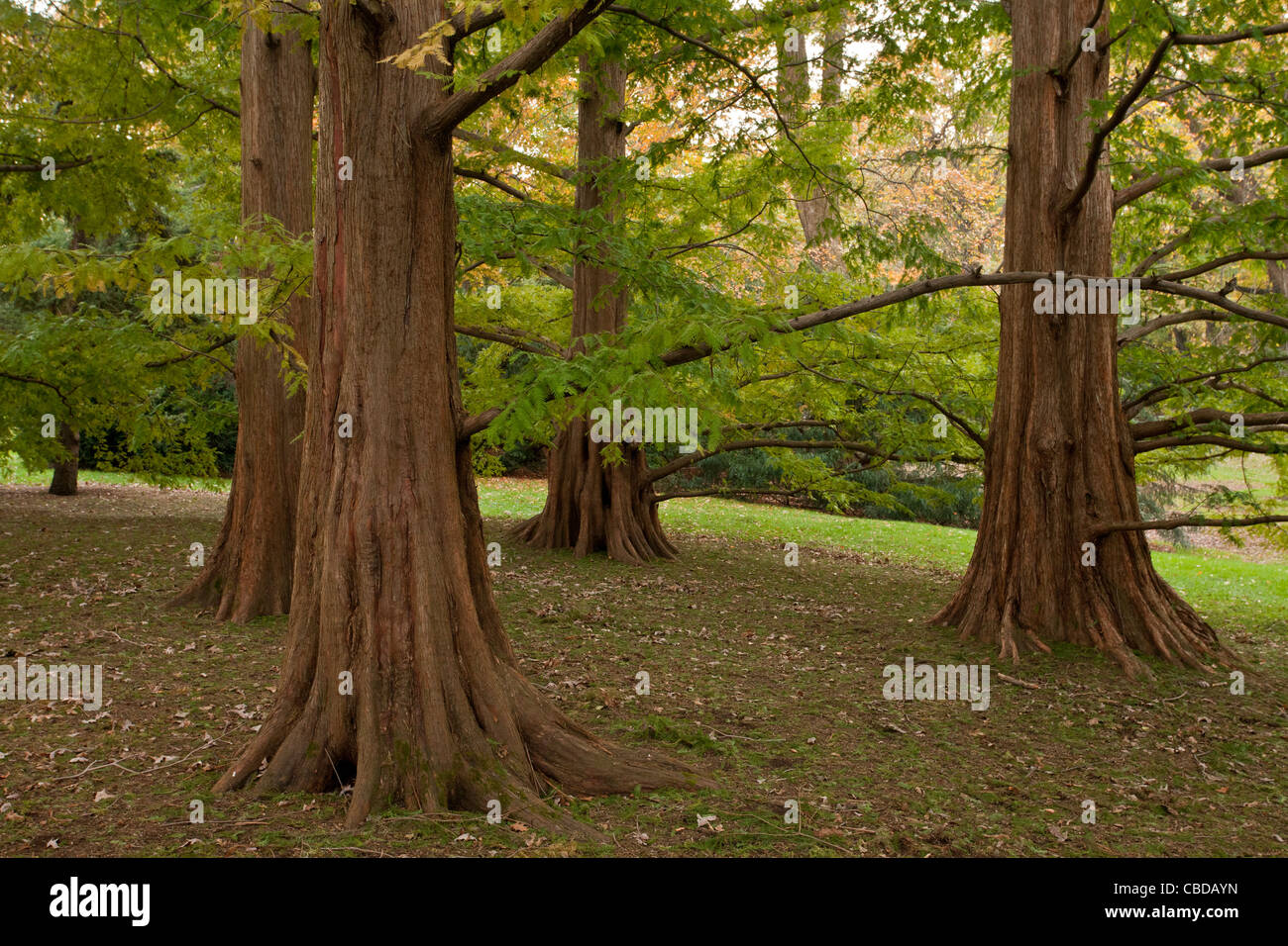 Grove von Dawn Redwood-Bäume, Metasequoia Glyptostroboides. USA Stockfoto