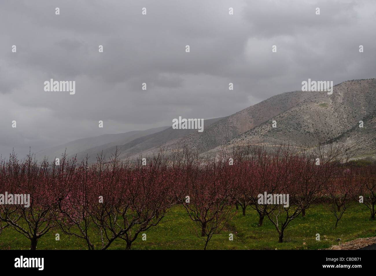 Bekaa-Ebene, Libanon, Kirschblüte, unter Anti-Libanon Berge. Anjar. Stockfoto