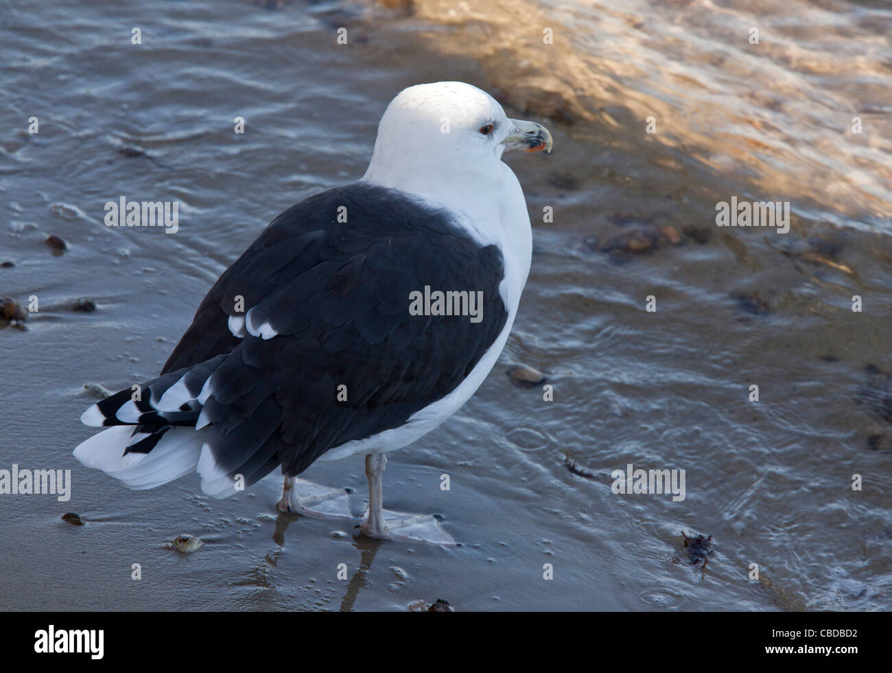 Mehr Black-backed Gull Larus Marinus; Erwachsenen am Strand im Herbst. Stockfoto