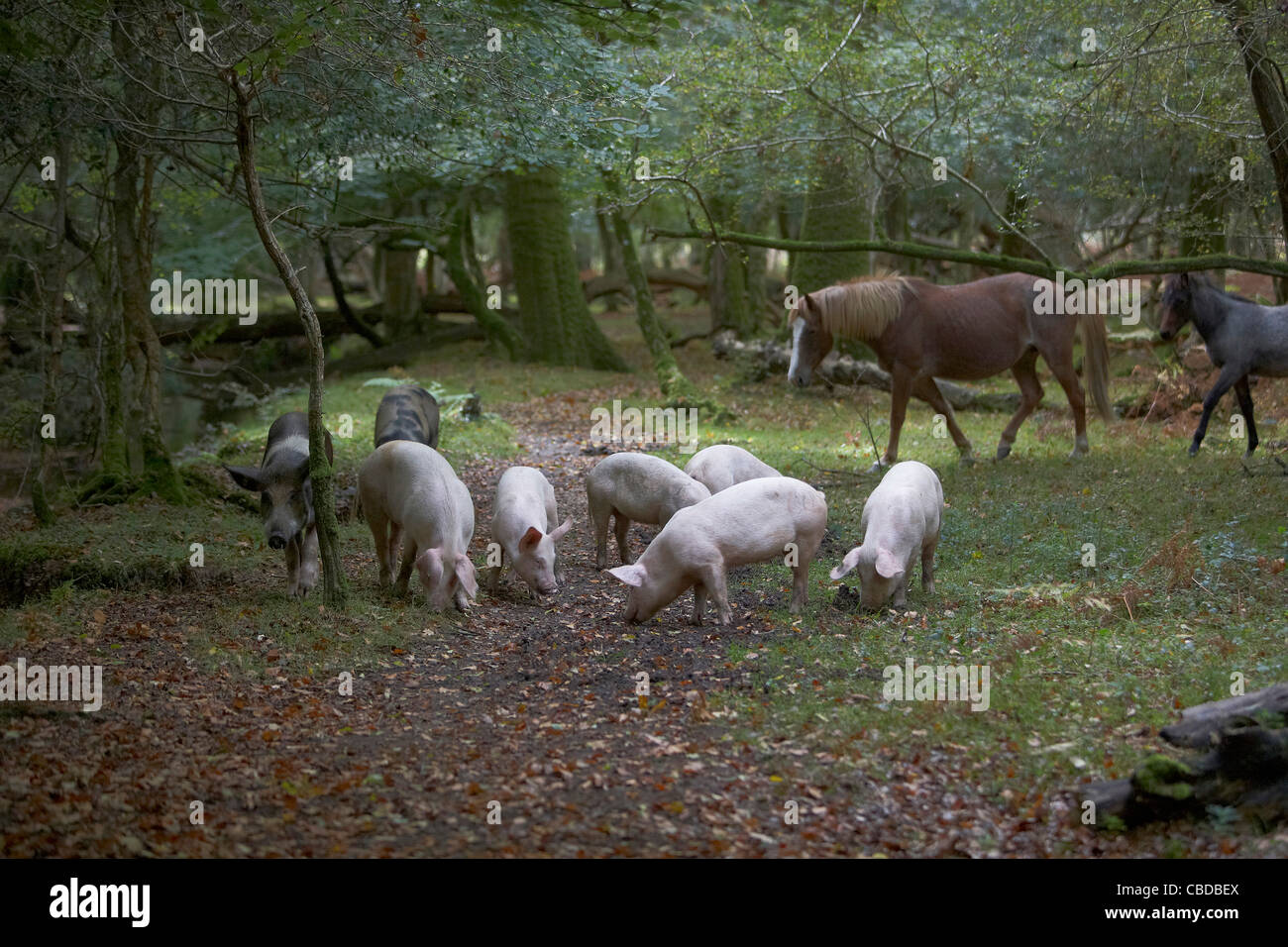 Schweine und Pferde Futter für Eicheln und Samen unter dem alten Recht von Weideland oder Mast im New Forest, Hampshire, UK Stockfoto