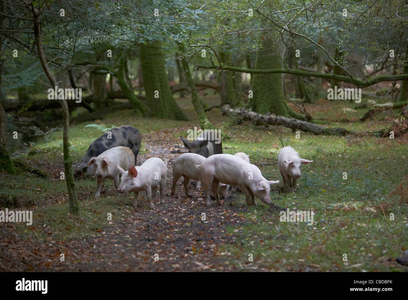 Schweine und Pferde Futter für Eicheln und Samen unter dem alten Recht von Weideland oder Mast im New Forest, Hampshire, UK Stockfoto