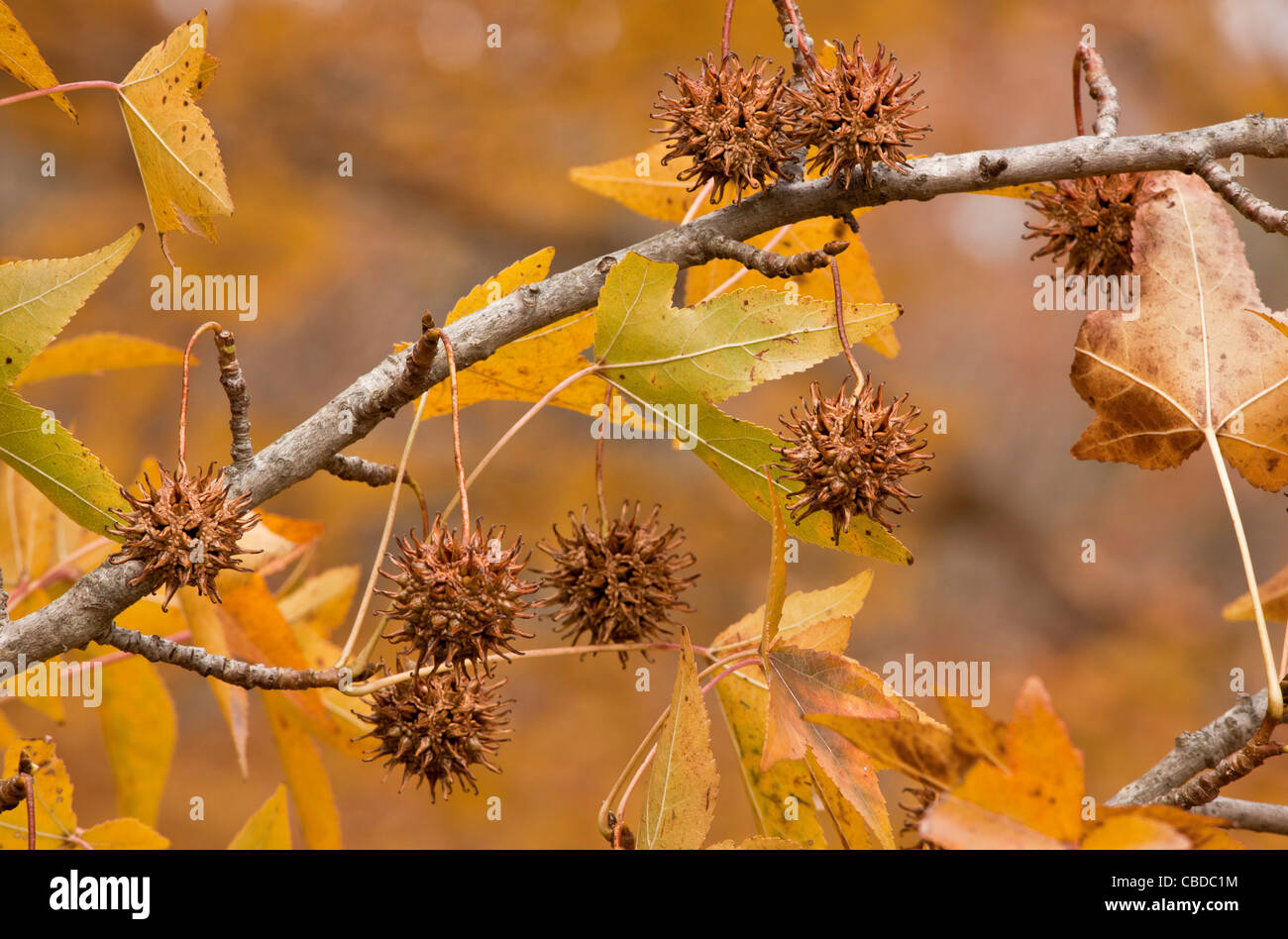 Sweetgum baumherbst Fotos und Bildmaterial in hoher Auflösung Alamy