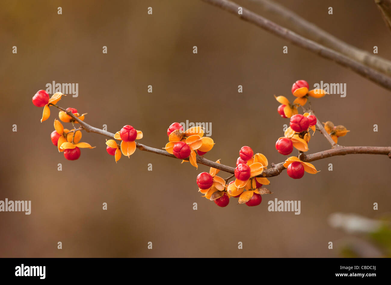 Frucht des Oriental Personal Rebe (Celastrus Orbiculatus) auch bekannt als orientalische Bittersweet, japanische Bittersweet, invasive in USA Stockfoto