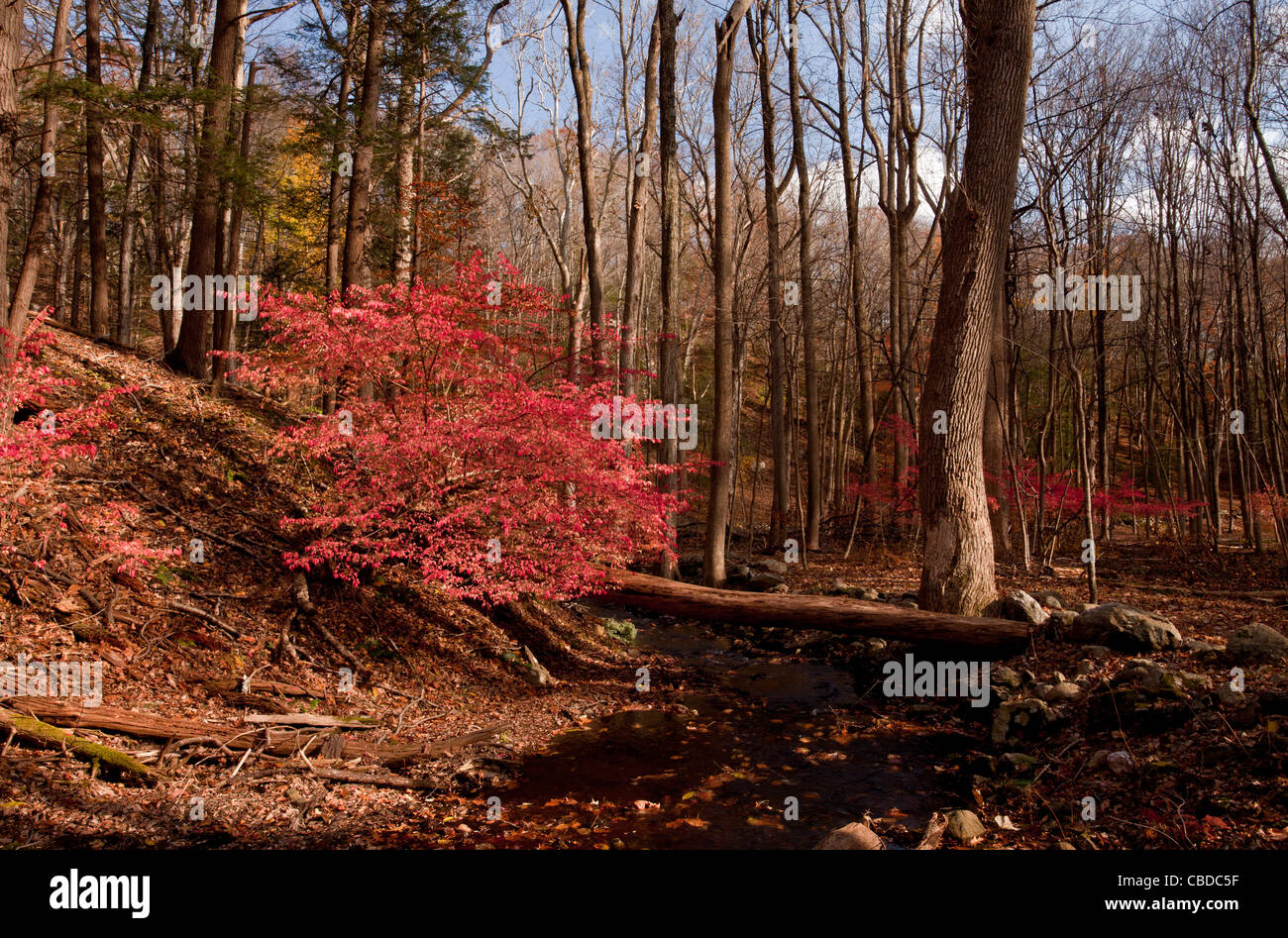 Geflügelte Spindel, Euonymus Alatus Baum (geflügelte Pfaffenhütchen, brennenden Dornbusch); invasive Arten in Halle Schlucht, New York State, USA Stockfoto