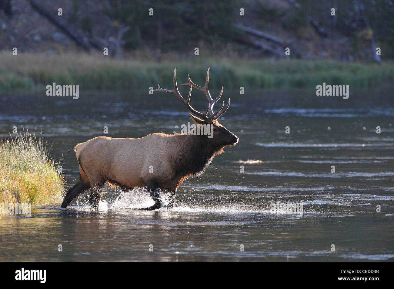 Bull Elk, Yellowstone-Nationalpark, Wyoming Stockfoto