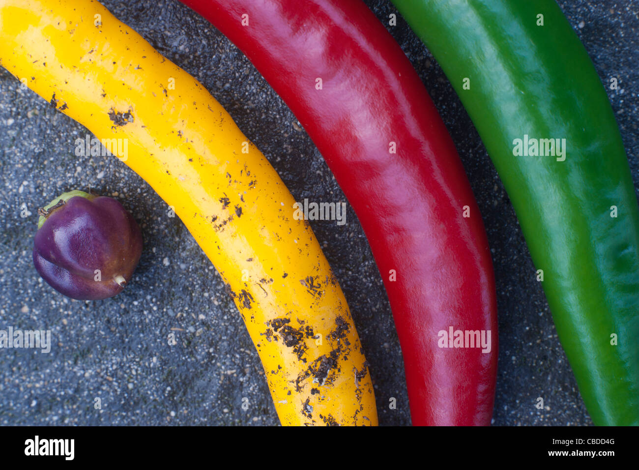 SONY DSC, Schiefer 4 verschiedene farbige Chilischoten auf grauem Hintergrund, 3 lange Chilischoten, eine sphärische Chilischote Stockfoto