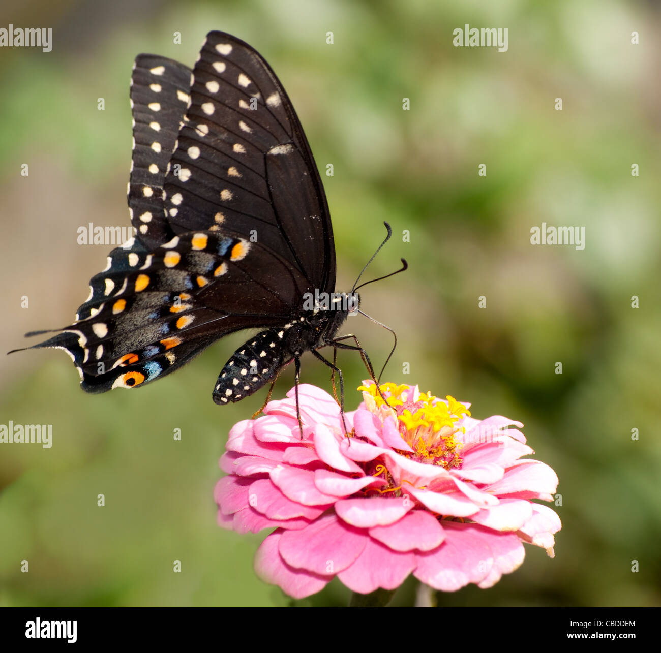 Schwarzen Schwalbenschwanz Schmetterling Fütterung auf rosa Zinnie Stockfoto