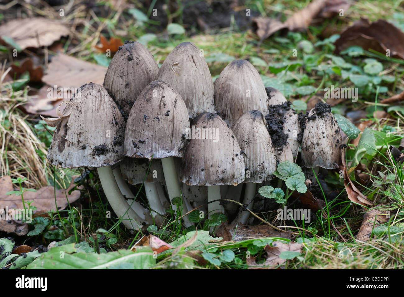 Gemeinsame Inkcap Coprinus Atramentarius Fruchtkörper Stockfoto