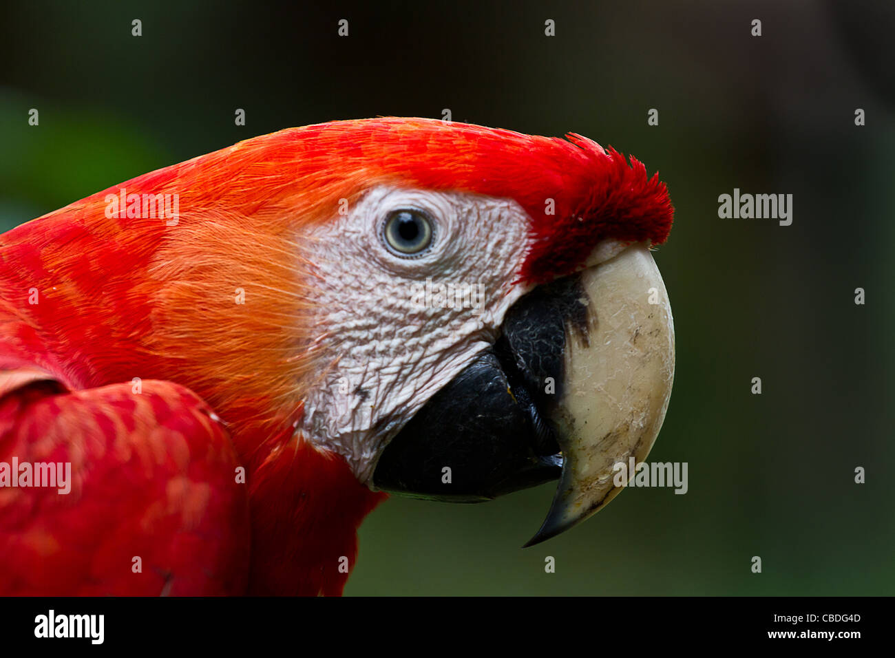 Nahaufnahme von der größte Papagei im Amazonas. Die hellroten Aras. Stockfoto