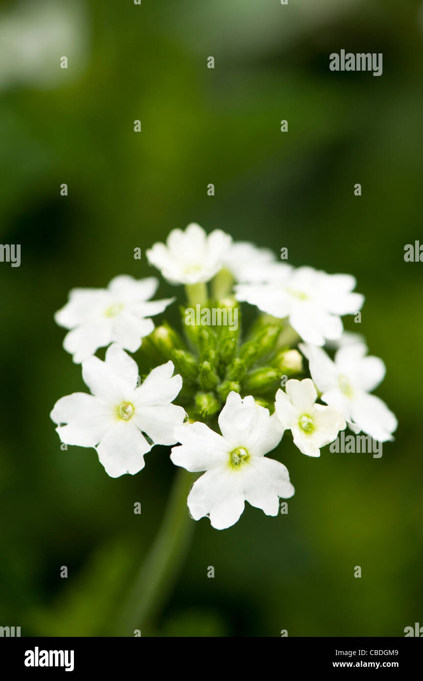 Eisenkraut 'White Cascade' in Blüte Stockfoto